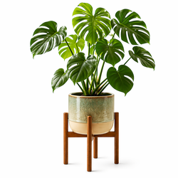 Indoor Plants