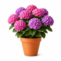 Outdoor Plants