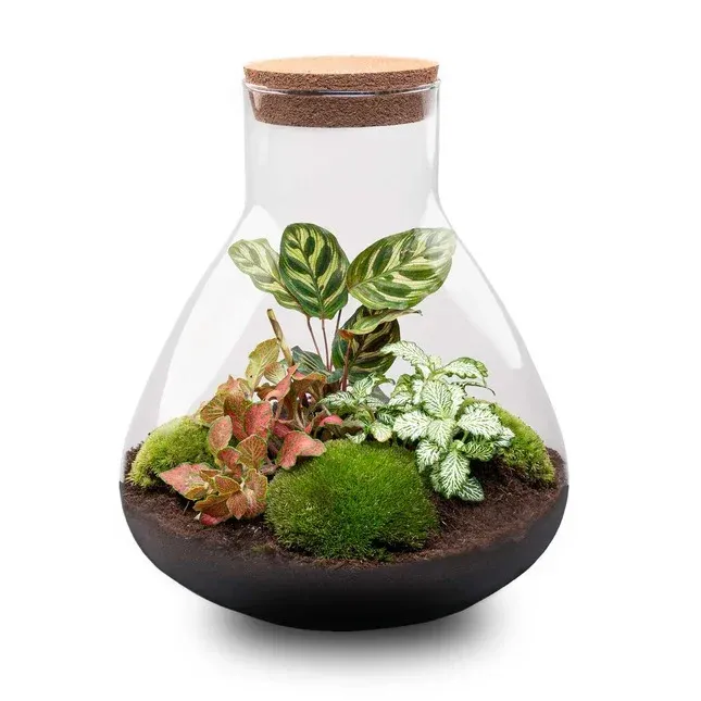 Terrarium mit Calathea und Cordyline in einem Glasgefäß