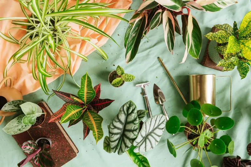 Online shop by La Green Touch